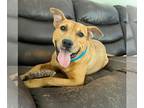 American Pit Bull Terrier Mix DOG FOR ADOPTION RGADN-1180435 - Chaz - Pit Bull