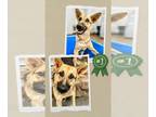 German Shepherd Dog DOG FOR ADOPTION RGADN-1180438 - Demi - Urgent - German