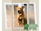 American Staffordshire Terrier-German Shepherd Dog Mix DOG FOR ADOPTION