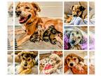 Golden Retriever Mix DOG FOR ADOPTION RGADN-1180465 - Stunt Girl Puppy Females -