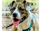 Boxer Mix DOG FOR ADOPTION RGADN-1180513 - Bria - Boxer / Terrier / Mixed (short
