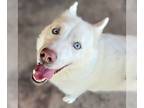 Mix DOG FOR ADOPTION RGADN-1180537 - Abby - Husky (medium coat) Dog For