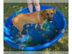 Black Mouth Cur-German Shepherd Dog Mix DOG FOR ADOPTION RGADN-1180576 - Bucky -