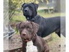Mastador DOG FOR ADOPTION RGADN-1180588 - Bubba and Betsy - Labrador Retriever /