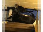 Labrador Retriever DOG FOR ADOPTION RGADN-1180590 - Senior Foster - Labrador