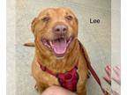 American Staffordshire Terrier-Golden Retriever Mix DOG FOR ADOPTION