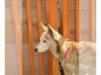 Siberian Husky Mix DOG FOR ADOPTION RGADN-1180605 - MISTY - Siberian Husky /