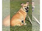 Beagle Mix DOG FOR ADOPTION RGADN-1180613 - Mini - Beagle / Mixed (short coat)