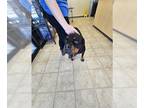 Rottweiler DOG FOR ADOPTION RGADN-1180633 - LEENA - Rottweiler (medium coat) Dog