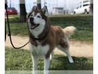 Siberian Husky DOG FOR ADOPTION RGADN-1180643 - SASHA - Siberian Husky (medium