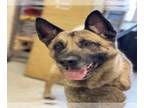 Akita-German Shepherd Dog Mix DOG FOR ADOPTION RGADN-1180644 - COWBOY - German