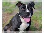 American Pit Bull Terrier DOG FOR ADOPTION RGADN-1180664 - AMBROSE - Pit Bull