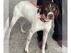 Pointer Mix DOG FOR ADOPTION RGADN-1180724 - Concord - Pointer / Mixed (short