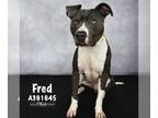 American Pit Bull Terrier Mix DOG FOR ADOPTION RGADN-1180782 - FRED - Pit Bull