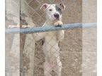 American Staffordshire Terrier Mix DOG FOR ADOPTION RGADN-1180802 - Topanga -