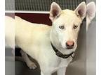 Siberian Husky DOG FOR ADOPTION RGADN-1180804 - ZEUS - Siberian Husky (medium