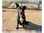 American Pit Bull Terrier-Labrador Retriever Mix DOG FOR ADOPTION RGADN-1180814