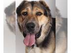 Anatolian Shepherd DOG FOR ADOPTION RGADN-1180829 - *BLANKIE - Anatolian