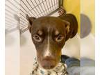 American Pit Bull Terrier DOG FOR ADOPTION RGADN-1180843 - Jilly Brownie 56181 -