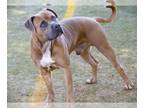 Black Mouth Cur-Boxer Mix DOG FOR ADOPTION RGADN-1180858 - FRANK - Black Mouth