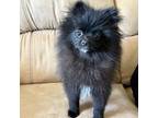 Pomeranian Puppy for sale in Moore, OK, USA