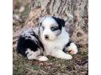 Australian Shepherd Puppy for sale in Leitchfield, KY, USA