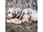 Australian Shepherd Puppy for sale in Leitchfield, KY, USA