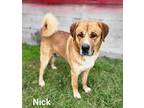 Nick St. Bernard Adult Male