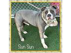 SUN SUN American Bulldog Adult Male