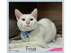 FROST Domestic Shorthair Adult Male