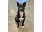 Knight American Pit Bull Terrier Young Male