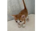 Paco Domestic Shorthair Kitten Male