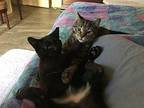 Timothy Domestic Shorthair Kitten Male