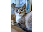 Latte Domestic Shorthair Adult Female