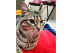 Elmer Domestic Shorthair Young Male