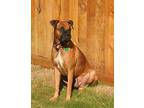 BUSTER Boxer Young Male
