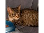 Cheddar Domestic Shorthair Kitten Female