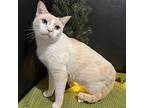 Casper Siamese Adult Male