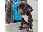 Clarice Catahoula Leopard Dog Puppy Female