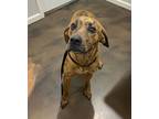 Paige Mountain Cur Adult Female