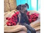 Jazmine CW D2023 in RI Labrador Retriever Puppy Female