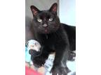 Pink Domestic Shorthair Adult Female