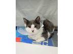 Mystic Domestic Shorthair Kitten Female