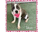 TATUM-see video American Pit Bull Terrier Young Female