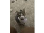 Bug Domestic Shorthair Kitten Male