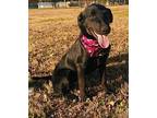 Blakely Labrador Retriever Puppy Female