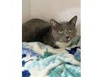 Lucky Domestic Shorthair Adult Male