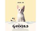 Goose Domestic Shorthair Young Female