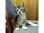 Chive (4 Pack Litter) Domestic Shorthair Kitten Male