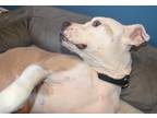 Angel *IN A FOSTER HOME* American Pit Bull Terrier Adult Female